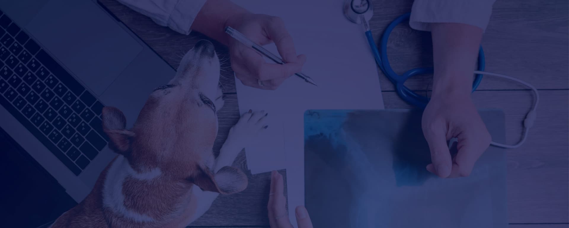 What’s Going on in the Veterinary Medicine Market? featured image 