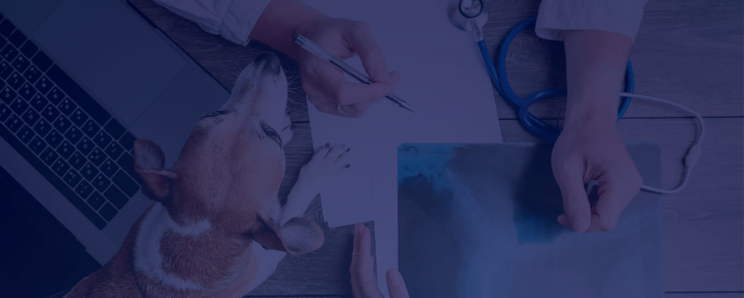 What’s Going on in the Veterinary Medicine Market? image