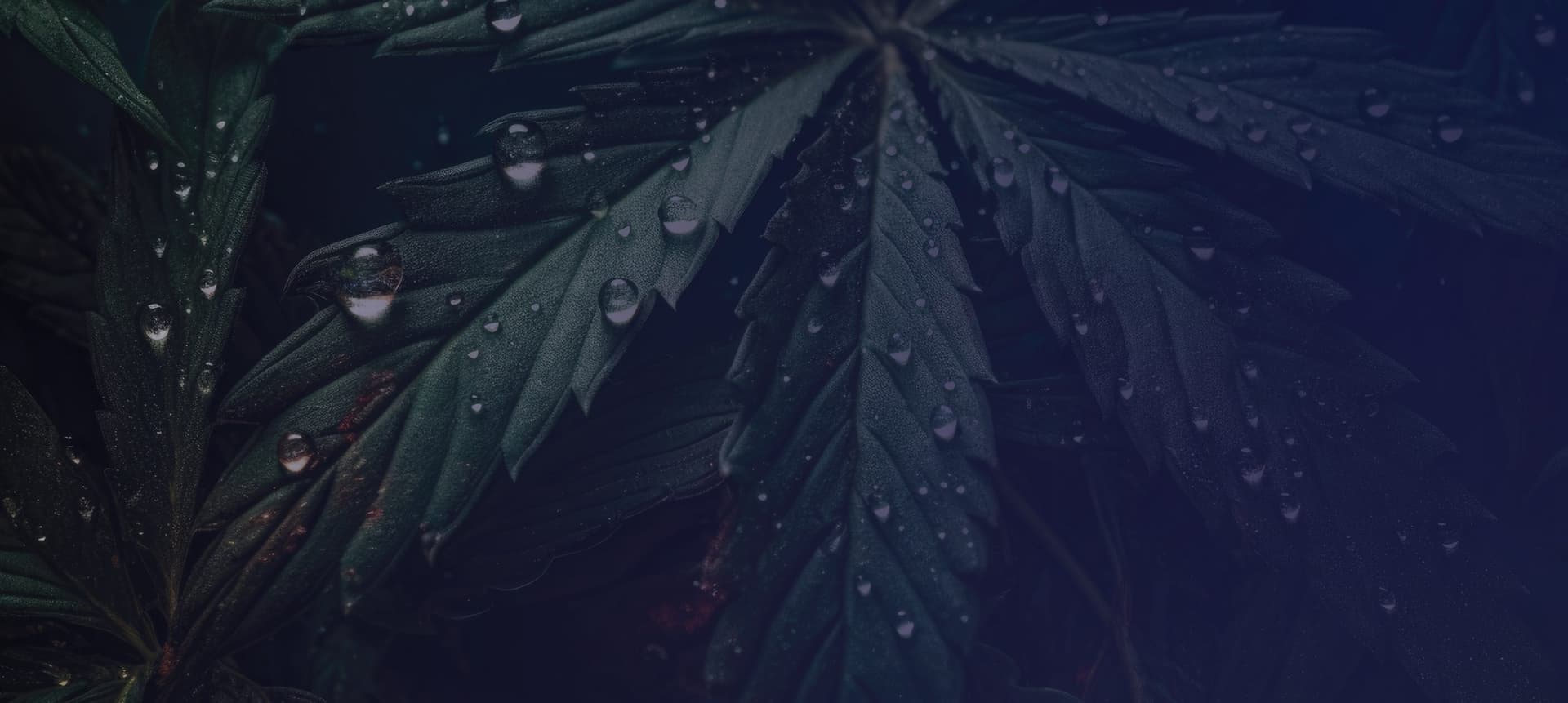 U.S. Cannabis Report featured image 